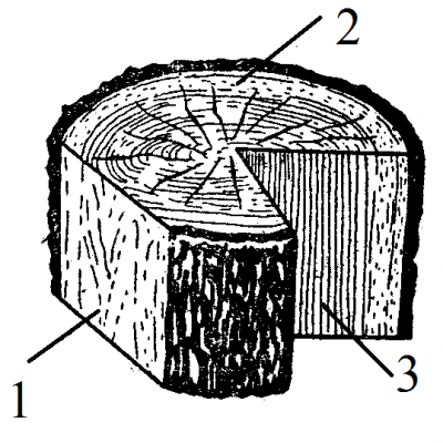 1.2. Строение, внешний вид и свойства древесины - Столярный кружок для детей от 5 - 17 лет | Занятия деревообработкой с детьми в столярной мастерской | Многоликое дерево